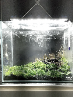 水草水槽末期_a0389780_10505769.jpg