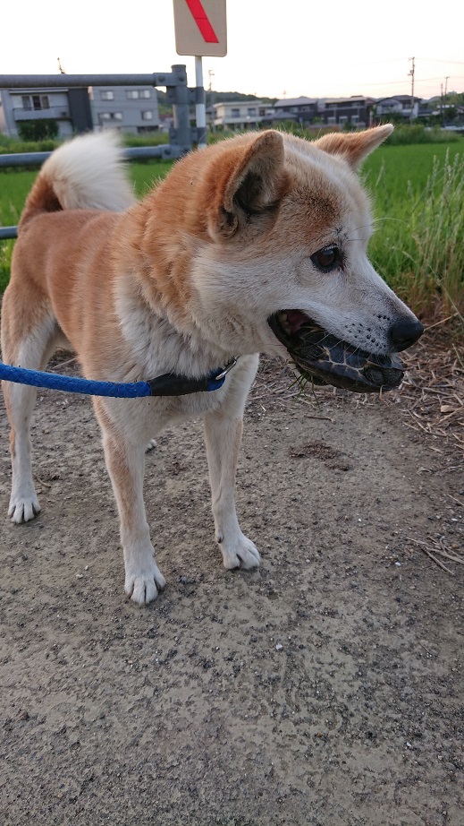 犬VS亀_f0172281_6192215.jpg