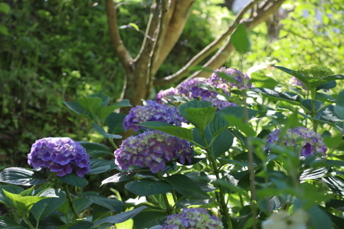 紫陽花チョッキリ 山庭居 庭に居ます 紫陽花チョッキリ 山庭居 庭に居ます