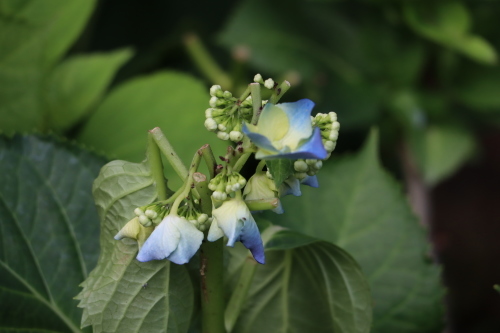 紫陽花チョッキリ 山庭居 庭に居ます