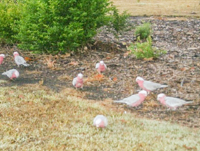生まれ変われるなら草食動物がいい_f0346196_09580447.jpg