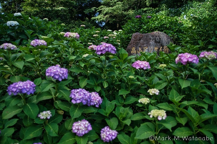 高山アジサイ園_e0135098_06141943.jpg