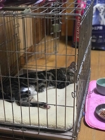愛嬌たっぷりなチコちゃんが仲間入り♪_f0242002_15540040.jpg