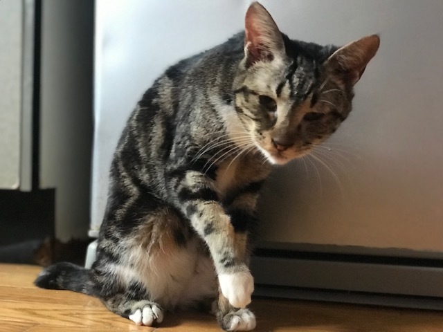 愛嬌たっぷりなチコちゃんが仲間入り♪_f0242002_15543232.jpg