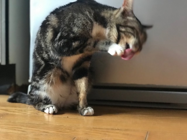愛嬌たっぷりなチコちゃんが仲間入り♪_f0242002_15544207.jpg