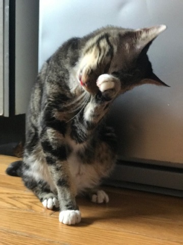 愛嬌たっぷりなチコちゃんが仲間入り♪_f0242002_15545592.jpg