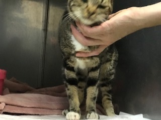 愛嬌たっぷりなチコちゃんが仲間入り♪_f0242002_21314481.jpg