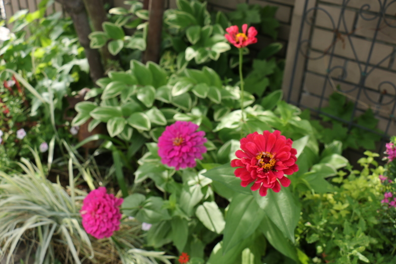 梅雨の晴間に初夏の花~ ジニアとアガパンサス_a0123003_10133416.jpg