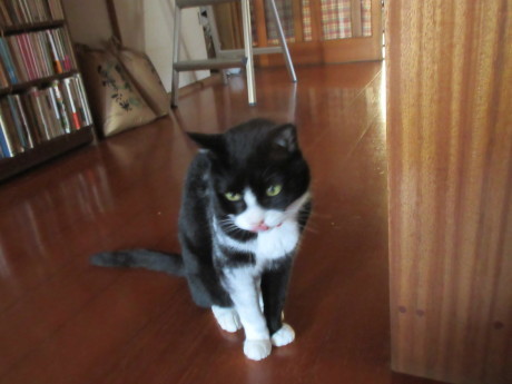 エラヒさんの野菜・ねこをさがしに など_a0203003_17112846.jpg