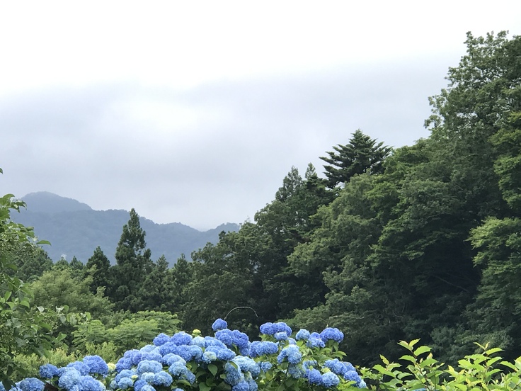 今日のうちに山へ芝刈りに!!_c0212604_5513452.jpg
