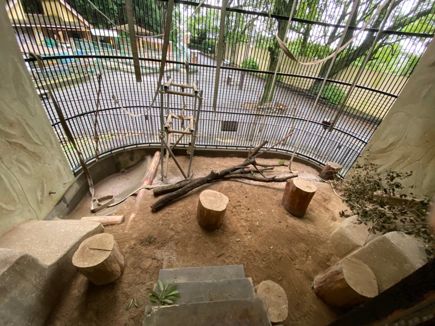 マンドリル舎に木を入れました‼_c0290504_13370029.jpg