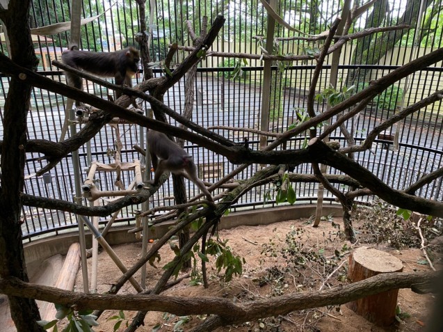 マンドリル舎に木を入れました‼_c0290504_13485944.jpg
