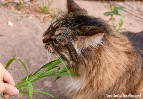 猫的な草の食べ方?_b0253205_09211717.jpg
