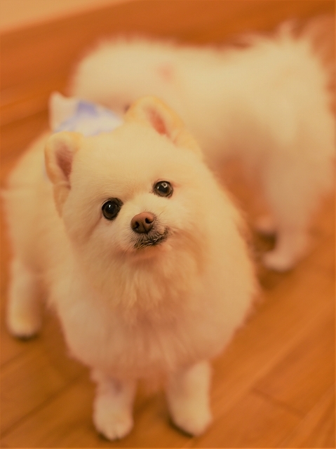 強制給餌を始めています_d0360206_22074262.jpg