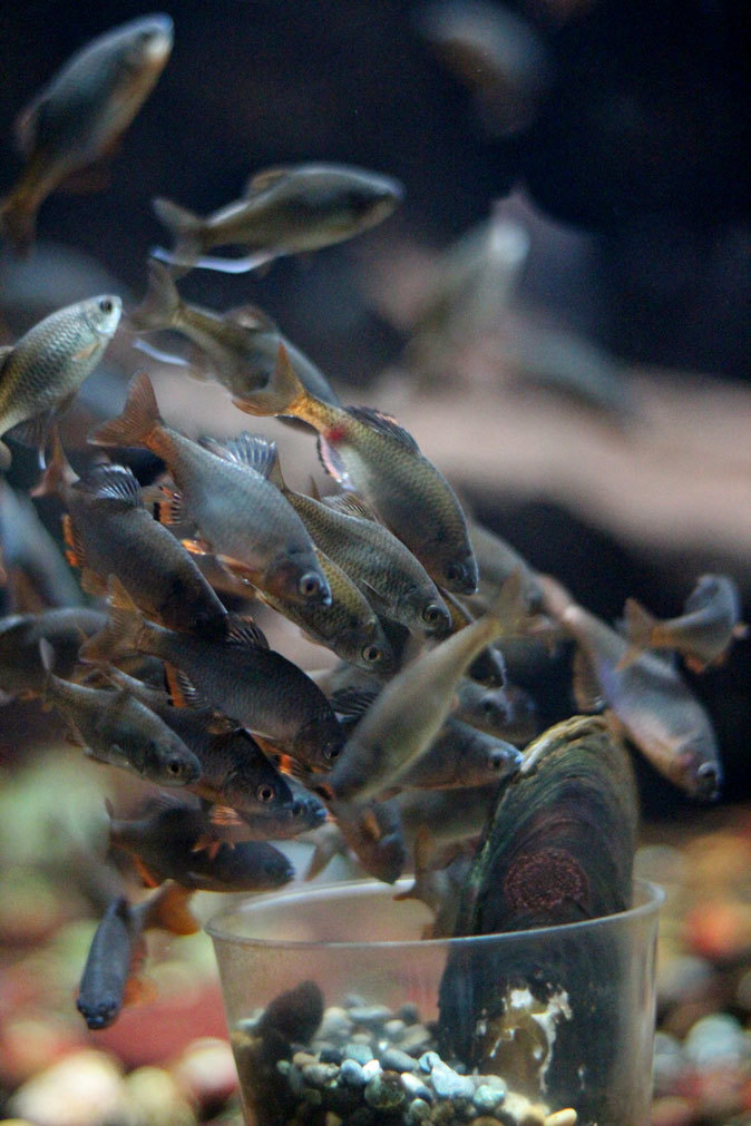 ミヤコタナゴの産卵と水生物館の日淡たち(井の頭自然文化園 July 2019)_b0355317_21314779.jpg