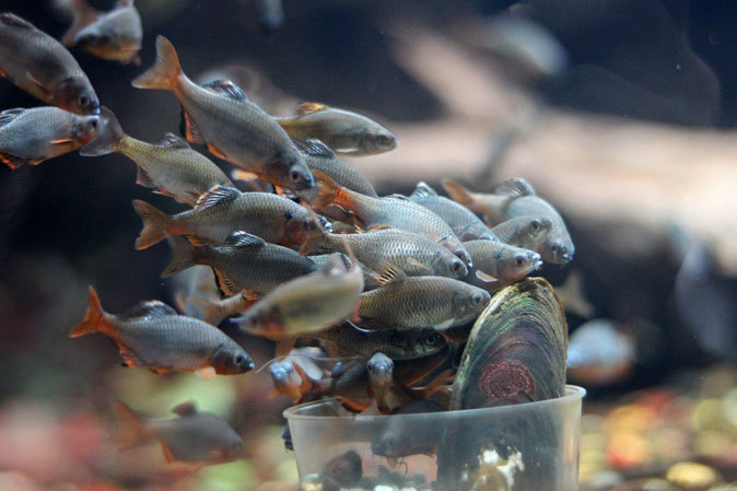 ミヤコタナゴの産卵と水生物館の日淡たち(井の頭自然文化園 July 2019)_b0355317_21351899.jpg