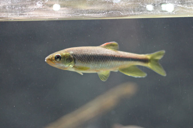 ミヤコタナゴの産卵と水生物館の日淡たち（井の頭自然文化園 July 2019）_b0355317_21464468.jpg