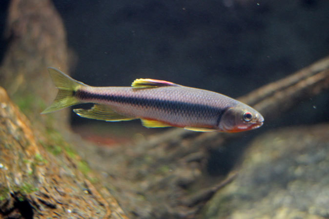 ミヤコタナゴの産卵と水生物館の日淡たち(井の頭自然文化園 July 2019)_b0355317_21493913.jpg