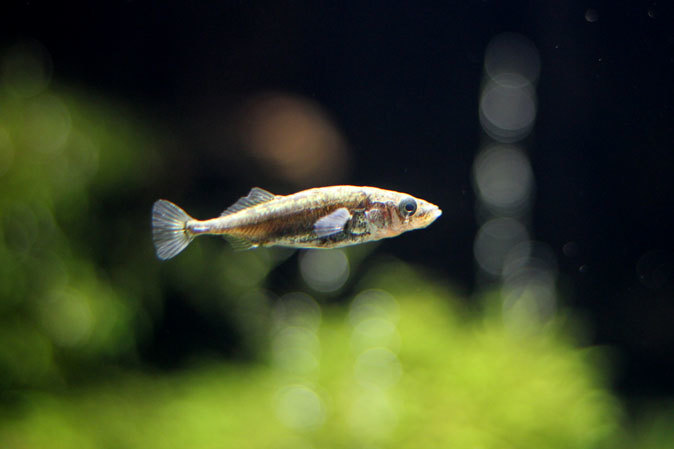 ミヤコタナゴの産卵と水生物館の日淡たち(井の頭自然文化園 July 2019)_b0355317_21502965.jpg
