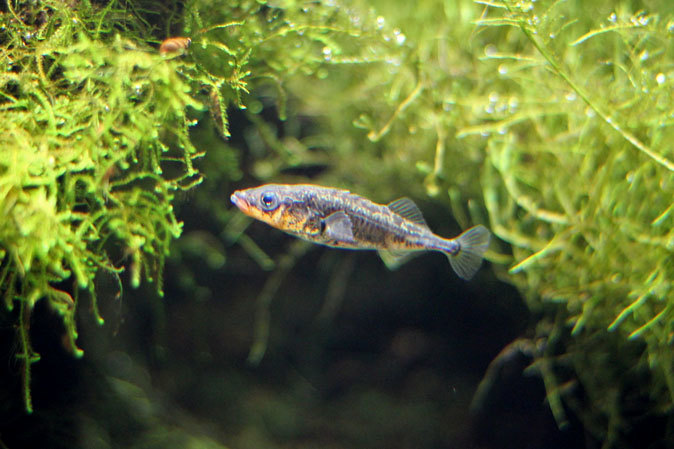 ミヤコタナゴの産卵と水生物館の日淡たち(井の頭自然文化園 July 2019)_b0355317_21511263.jpg