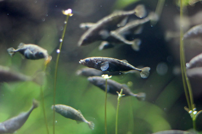 ミヤコタナゴの産卵と水生物館の日淡たち(井の頭自然文化園 July 2019)_b0355317_21512530.jpg