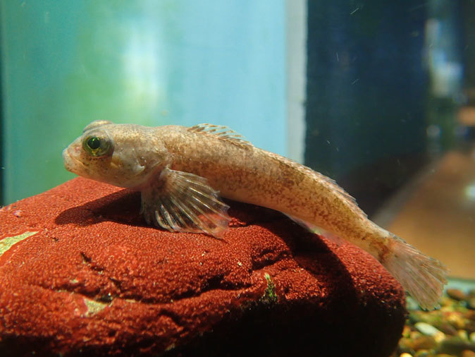 ミヤコタナゴの産卵と水生物館の日淡たち(井の頭自然文化園 July 2019)_b0355317_21515685.jpg