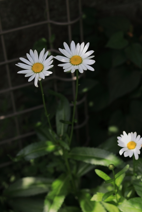 マーガレットとフランス菊 四季折々