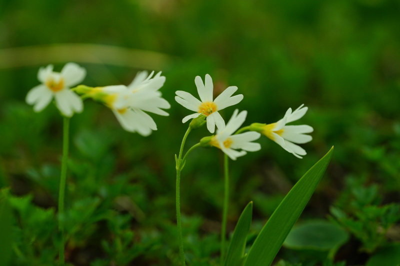 みちのく花の山へ_d0357817_11340366.jpg