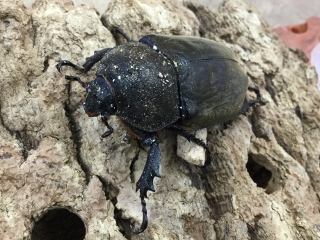 200627 カブト虫、イモリ、カニ_f0189122_17312625.jpeg
