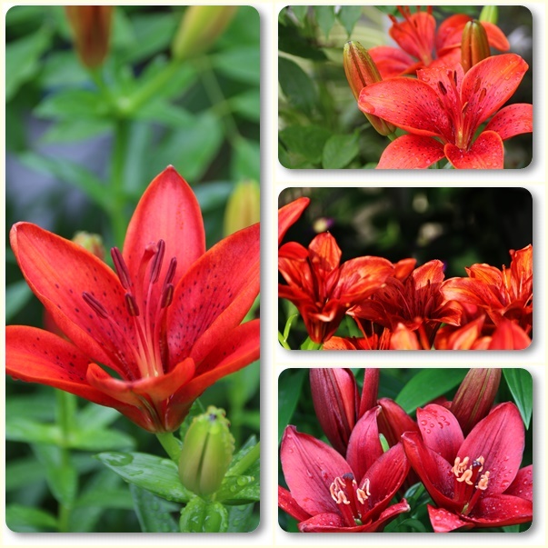 百合 花 ユリ科 オレンジ色の写真素材 - PIXTA