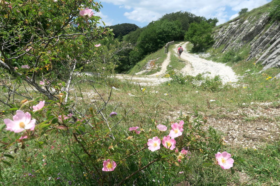 花いっぱいの魔女の山 Monte della Strega_f0234936_5515189.jpg