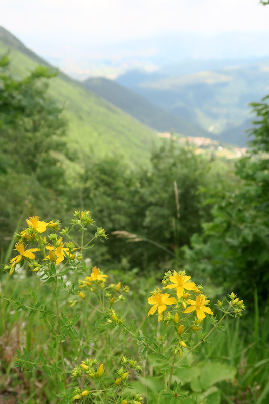 花いっぱいの魔女の山 Monte della Strega_f0234936_614291.jpg