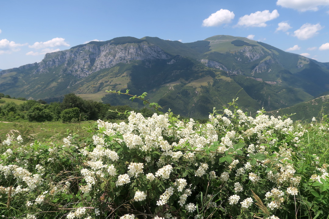 花いっぱいの魔女の山 Monte della Strega_f0234936_642788.jpg
