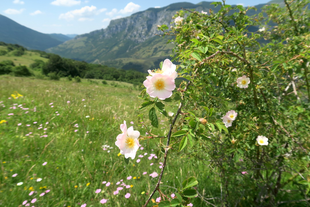 花いっぱいの魔女の山 Monte della Strega_f0234936_683517.jpg