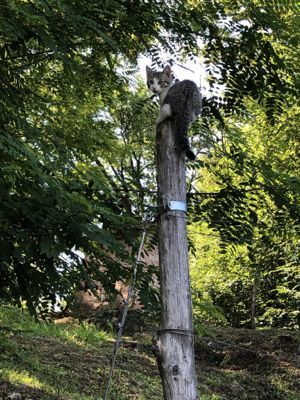 仔猫タロー_d0136540_05482140.jpg
