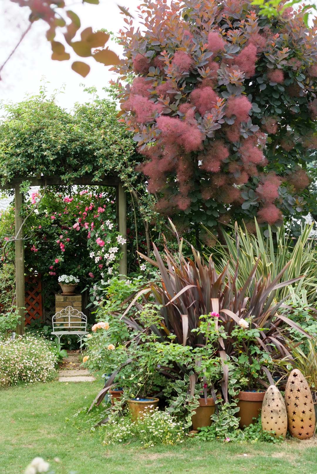 スモークツリーが赤く色づいて緑が美しくなってきたお庭 5月２６日 Reon With Lr Roses