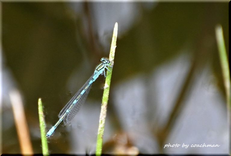 糸蜻蛉 イトトンボ が飛んでる初夏 北海道photo一撮り旅