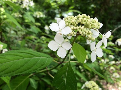 甲斐駒せせらぎセンター_f0019247_2050528.jpg