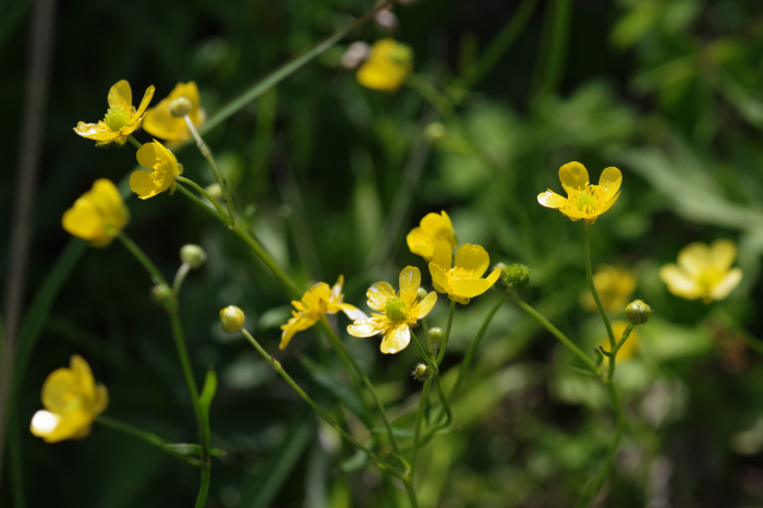 自粛解除でフィールドへ１（池の平）_b0144049_21485858.jpg