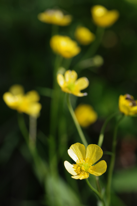 自粛解除でフィールドへ１（池の平）_b0144049_21492104.jpg