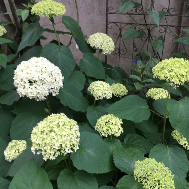 アナベルが好き 地植えアナベル』と『鉢植えアナベル』 - 花ワン diary