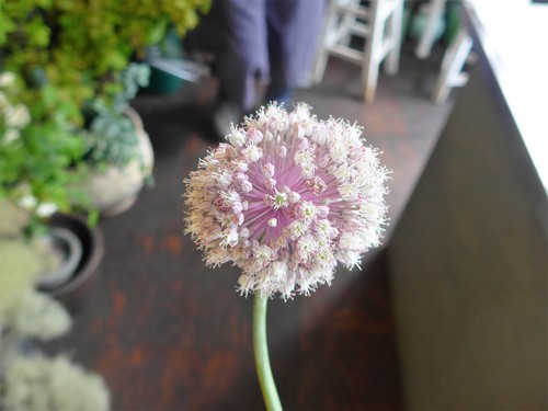 花修行~「鮨 波やし」さんの2020年6月のお花~_f0232060_18573091.jpg