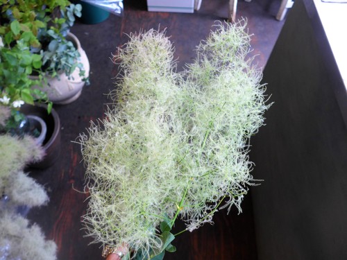 花修行~「鮨 波やし」さんの2020年6月のお花~_f0232060_1858824.jpg