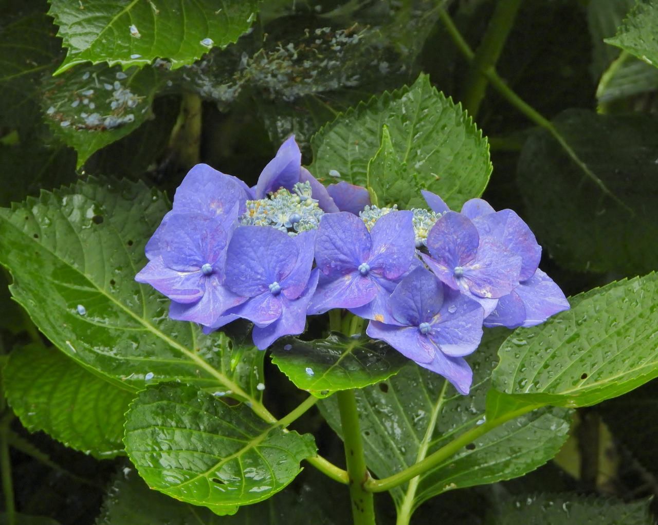 箕輪城跡で 通り雨と雨上がり_c0305565_17281440.jpg