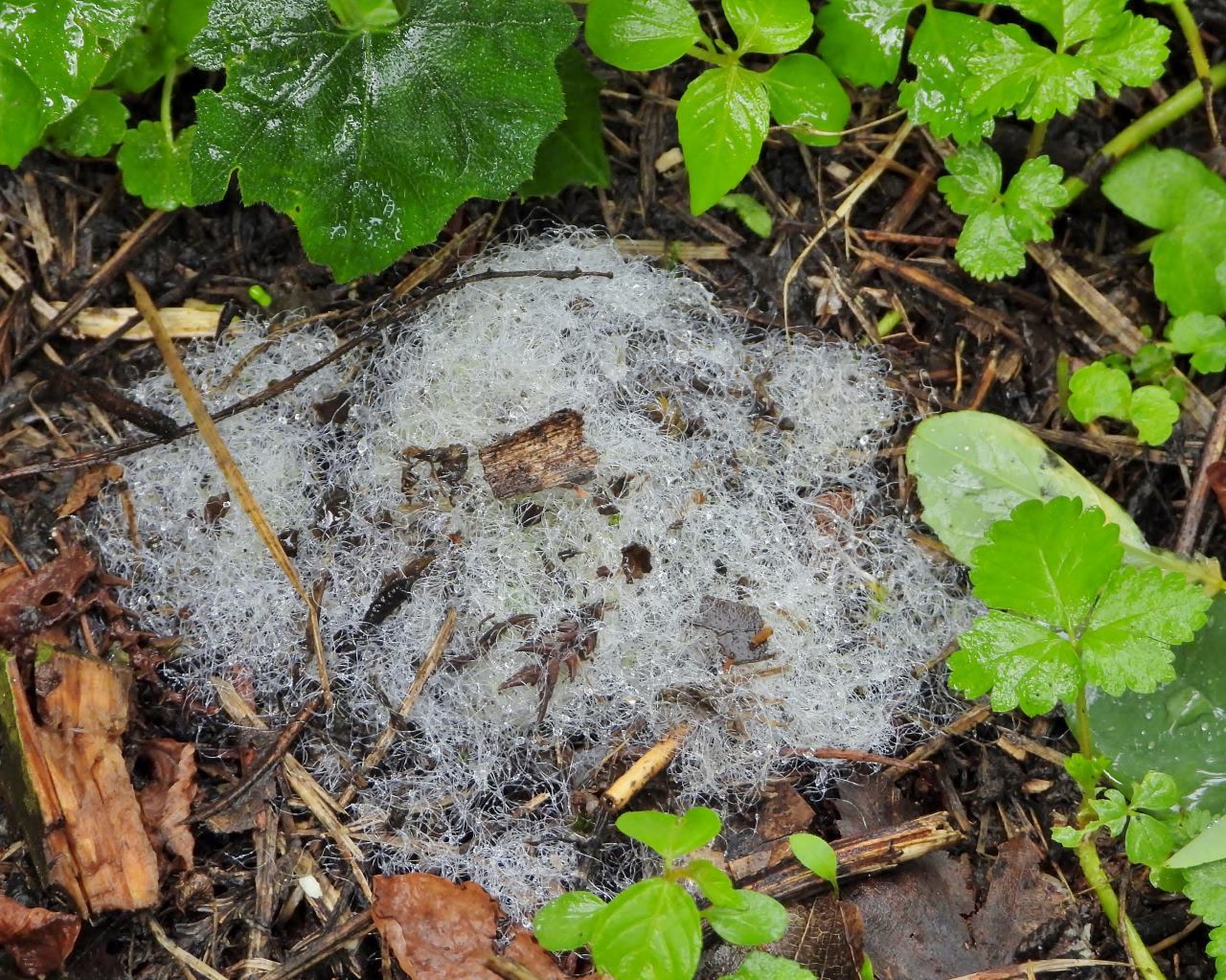 箕輪城跡で 通り雨と雨上がり_c0305565_17303461.jpg