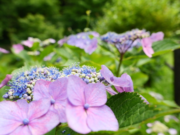 蜂の蜜集め 紫陽花編_a0351368_22240493.jpg