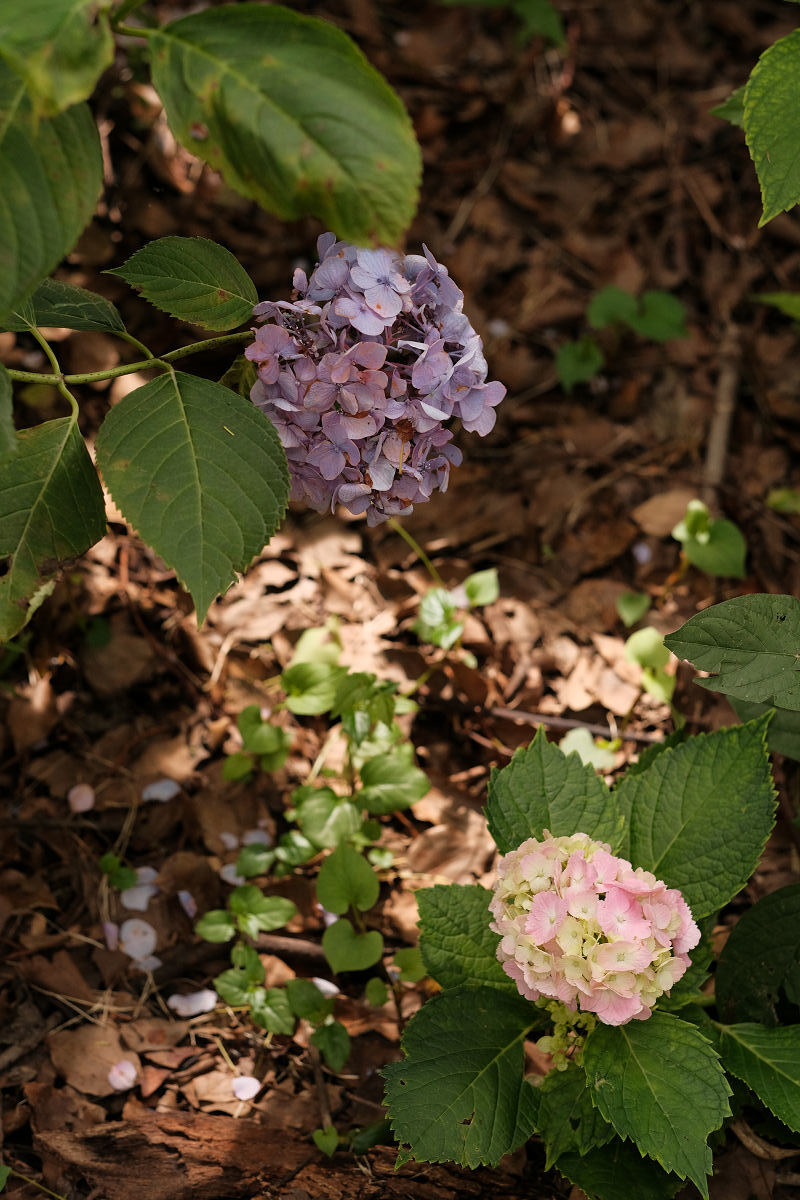 紫陽花 写真部