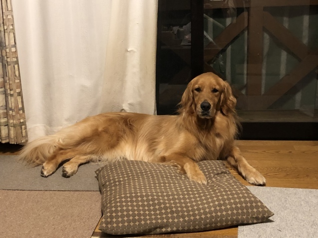 ワンダフル ライフ。_a0394574_22551405.jpeg