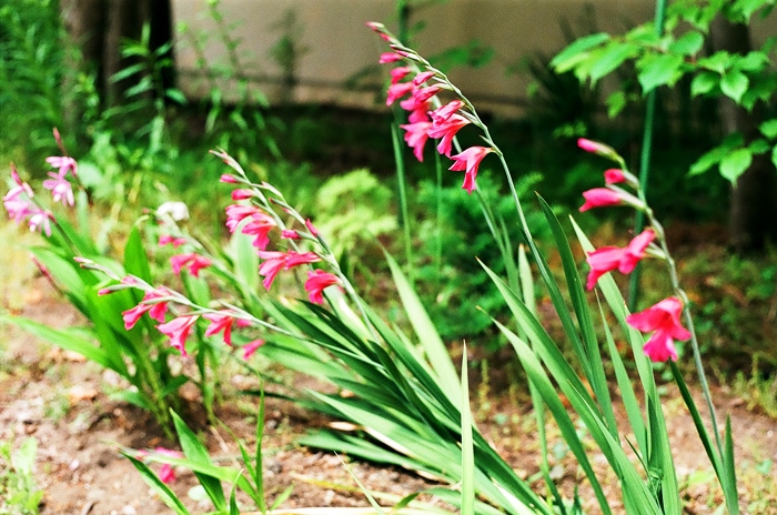 原種に近いグラジオラスと芽が出た紫陽花 照片画廊