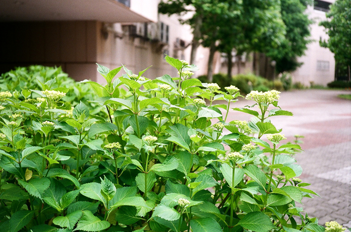 原種に近いグラジオラスと芽が出た紫陽花 照片画廊